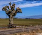 Tree pruning