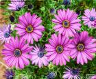 African daisies flowers a species native to South Africa