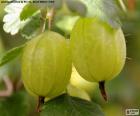 The gooseberry or Ribes uva-crispa. The gooseberries are well known in the preparation of desserts, such as cakes, smoothies