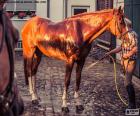 Rider washing his horse after a walk through the countryside