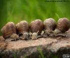 Five snails on a stone