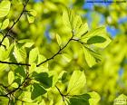 The beautiful green leaves of a tree