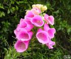 Flower Pink New Zealand