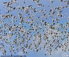Swarming of birds