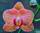 A beautiful Phalaenopsis Orchid, native to Southeast Asia