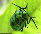 A green beetle with black spots on a sheet