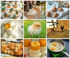 Collage of hen egg