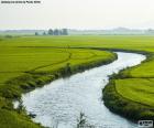 A river between the rice fields in Viet Nam