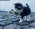 A kitten playing with a plant