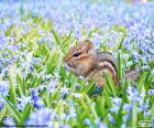 A chipmunk small in the middle of a field of blue flowers