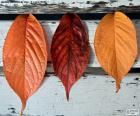 Three different colored autumn leaves