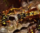 Worker wasps in the hornet's nest, they are responsible for bringing food to the colony