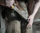 A farrier is a specialist in equine hoof care, including the trimming and balancing of horses' hooves and the placing of shoes on their hooves, if necessary