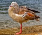 Egypt goose has long neck, legs long and pink