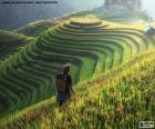 Rice Terraces, Thailand