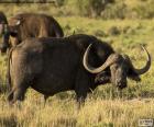 The african buffalo lives in forests and savannas of sub-Saharan Africa