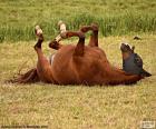 A horse brown wallowing around on the grass of the Prairie