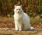 White cat sitting watching our movements