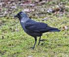 The western jackdaw is a bird that can be found in Europe, West Asia and North Africa