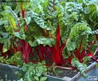 Swiss chard is a variety of Swiss chard with stalks of color orange