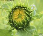 A flower opening to receive the rays of the Sun