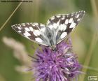 Marbled white Butterfly (Melanargia galathea), can be found in the meadows of Europe, Asia and North Africa