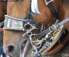 The bridle is the set of straps that are placed on the head of a horse to direct and control the animal