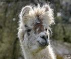 The head of a lama, a typical domestic mammal of the Andes