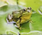 A Green Frog in a pond of a water lily leaf