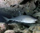 Whitetip reef shark