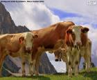 Cows grazing in the meadows of the high mountains of the Alps