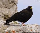The male common Blackbird is completely black, with Yellow-billed