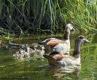 A family of Egyptian goose in the river