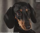 Head of a short-haired Dachshund