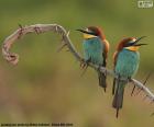 Two beautiful Böhm's bee-eaters on a branch