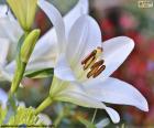 White Asian Lily, with newly open flowers and buds unopened