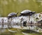 Two small painted turtles over a trunk