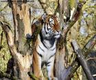 A large Tiger by controlling its territory from the top of a tree