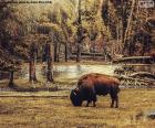 A large bison grazing near a river