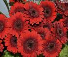 Red daisies