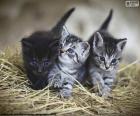 Three cute and tender kittens