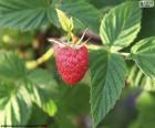 Raspberries can be found in many wooded areas in late summer or early fall