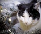 Cat at Christmas