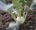 The kohlrabi is a variety of cabbage, can be eaten both raw and cooked