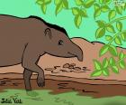 A tapir is an animal of size medium originating from South America and Asia. Drawing of Julieta Vitali