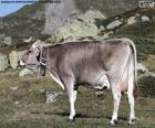 A cow grazing on high mountain meadows