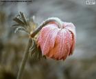 Frozen flower