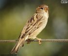 Beautiful Sparrow