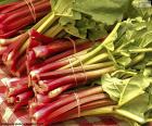 Rhubarb is grown as a vegetable for its edible stem. Native to Asia