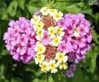 Lantana camera is a native flower of the tropical and subtropical regions of South and Central America